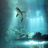 L'Aquarium de Paris : une découverte de l'Océan à deux pas de la Tour Eiffel
