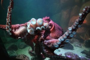The road trip - Monterey, l'aquarium