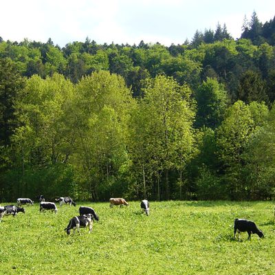 Alsace : la maison du fromage de Munster(communauté tourisme en France)