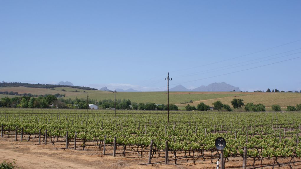 Album - La région de Cape Town