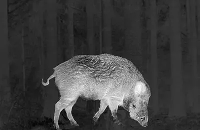 La chasse de nuit, un danger mortel, non, à condition de...