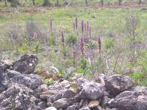 RANDO du DIMANCHE 24 Mars 2024 à AIGUEZE (gard)