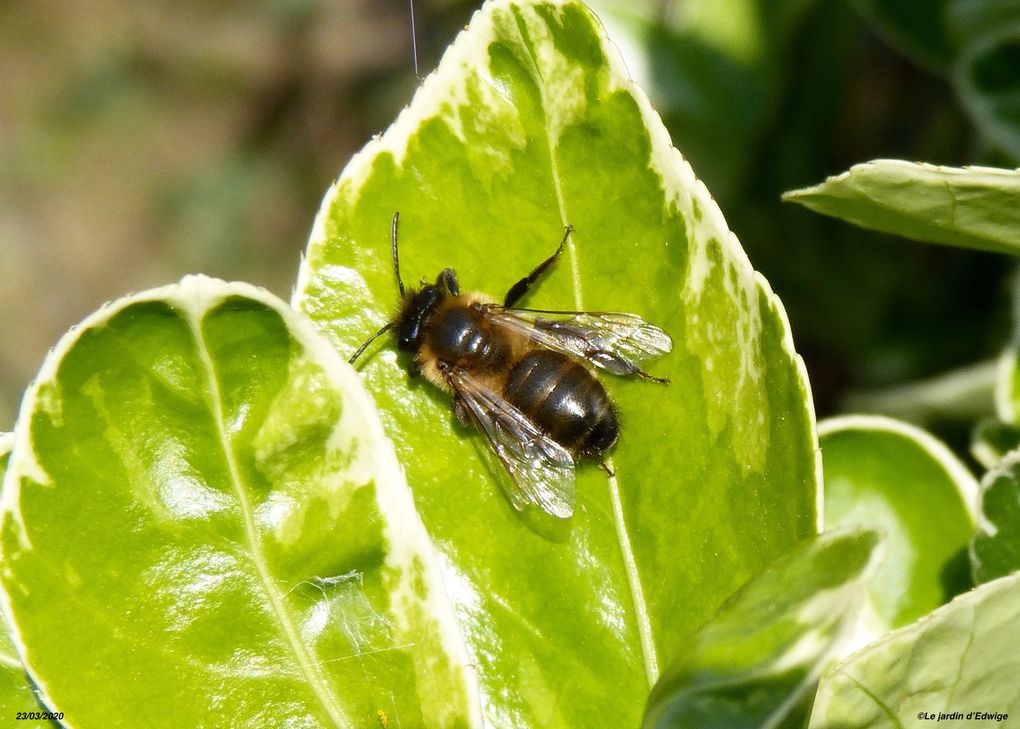 Abeille Buckfast,  abeille ligustica ou abeille noire ? Je m'y perds...