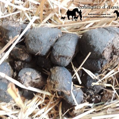 Parasites équins : les grands strongles