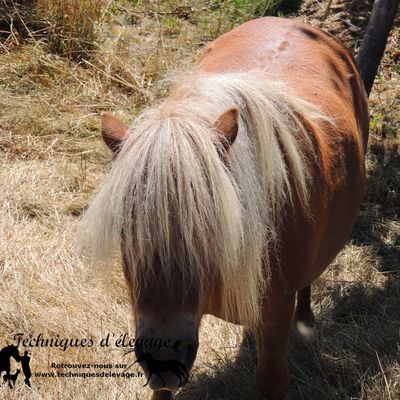 Comment l’organisme de mon poney réagit-il à une restriction alimentaire ?