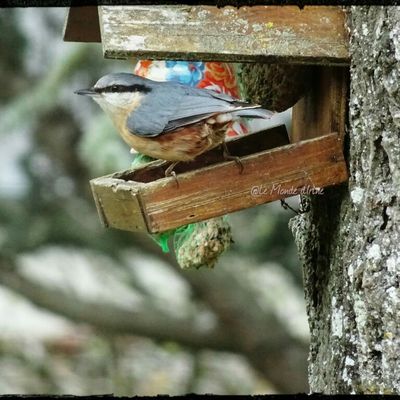 Une Sittelle torchepot