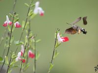 Les jardins des espaces de nature peu connus