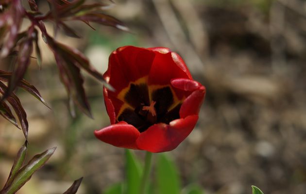 les fleurs à Saint Sauveur