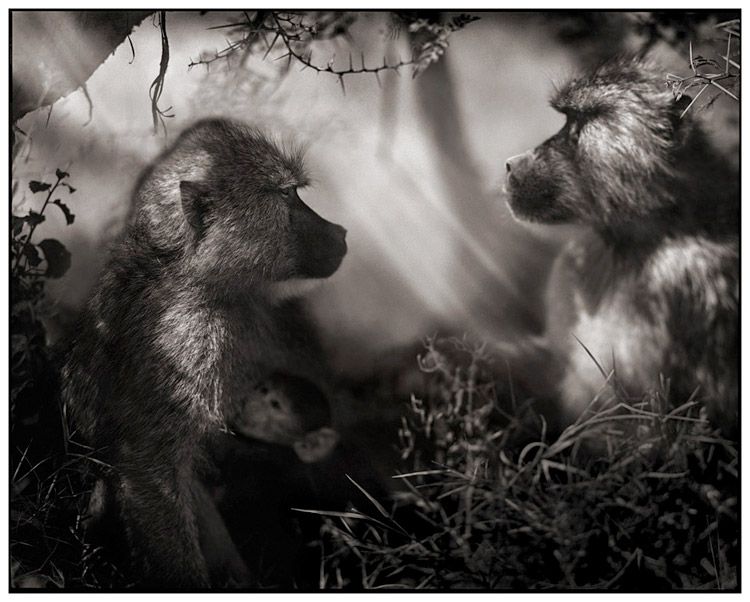 Voici, en complément de l'article "l'Afrique au crépuscule" du photographe Nick Brandt, (colonne de droite du blog - galerie de dessins) 45 photos parmi les plus belles du livre.