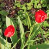 Le rouge tulipe ....