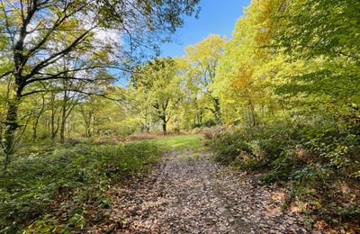 en Forêt de Retz_98_10_2025_le Bois de Hautwison