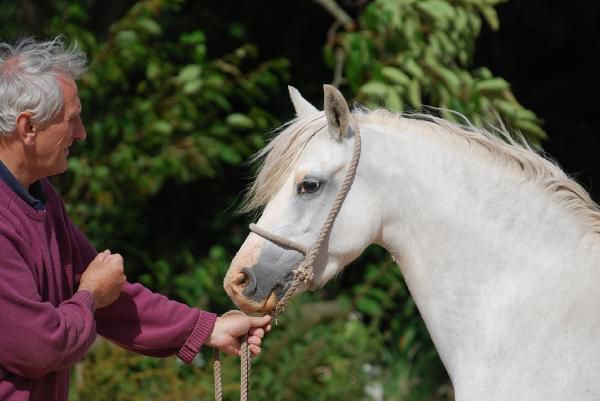 visite du Llanarth Stud le 20 juillet 2008

