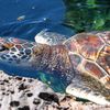 TORTUE MARINE