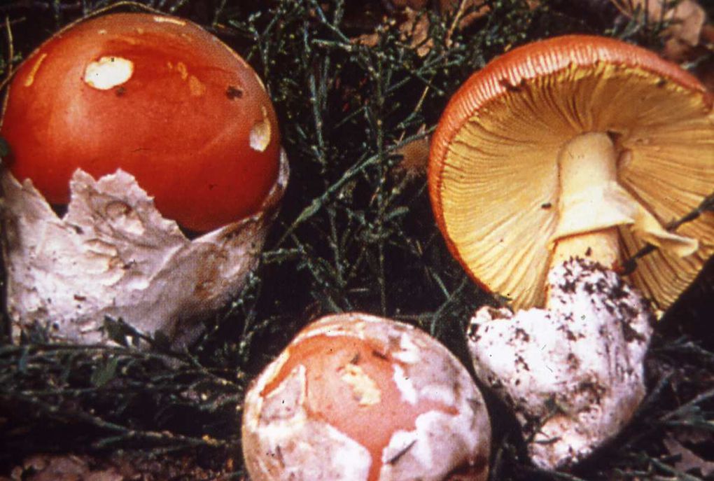 REGLE DE BONNE CONDUITE POUR RAMASSER LES CHAMPIGNONS