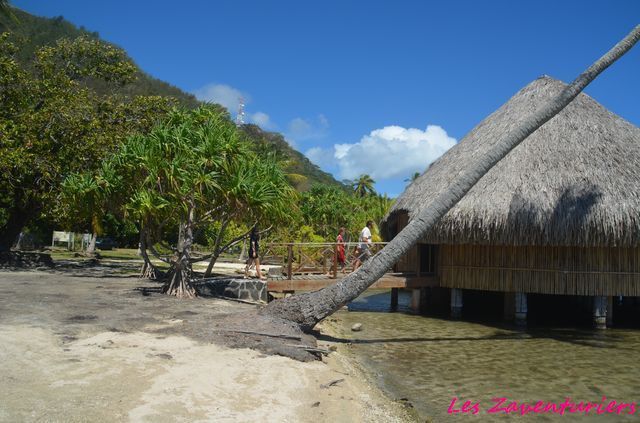 Le Faré Pote'é -les pirogues sur le lac- l'intérieur du Faré Pote'é-le Pandanus-la Marae