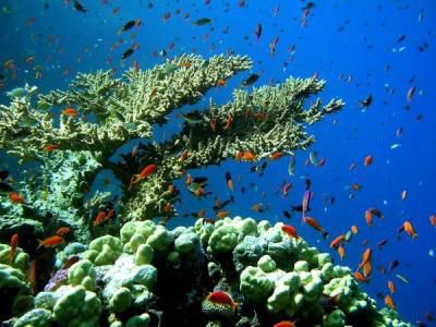 Pourquoi sauvez le corail?