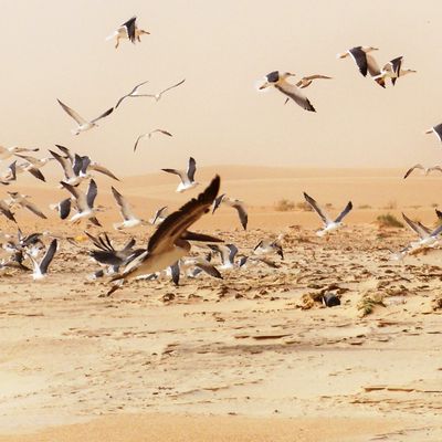 Mauritanie : Le Retour