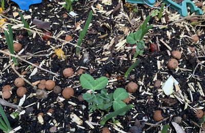 Semis de petits pois, variété"Norli", pour le micro jardin urbain, deuxième essai