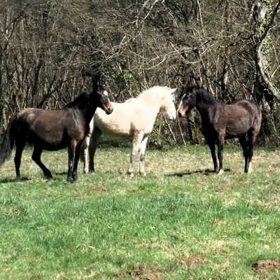  Le Haras de Portoteny