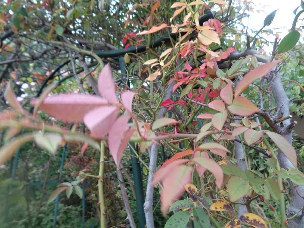 Mon jardin Le Clos fleuri en octobre à Chabeuil dans la Drôme  2023 ...