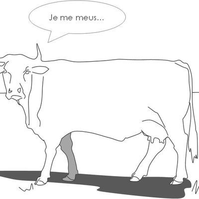 Les vaches ont le sens inné de l'espace...