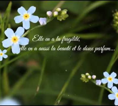 Carte L'amitié est comme une fleur de printemps