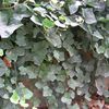 Plantes : Hedera helix