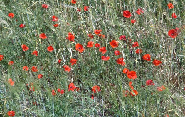 Coquelicot dans un monde de cailloux