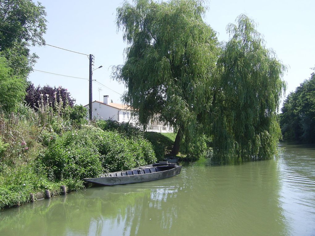 Vacances 2013 (11.b/Marais poitevin)