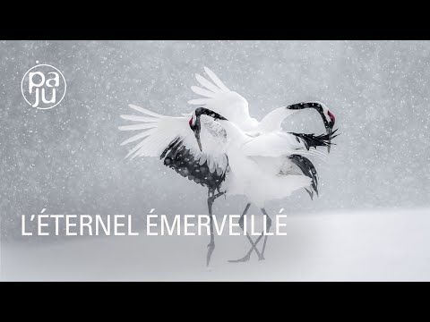 L'éternel émerveillé...
