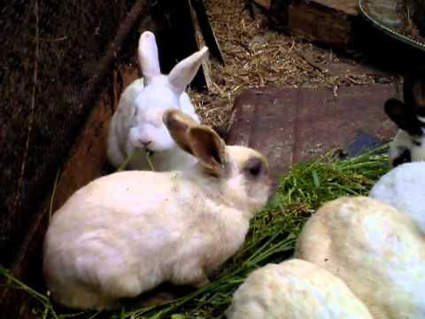 Près de Fukushima, un lapin naît sans oreilles