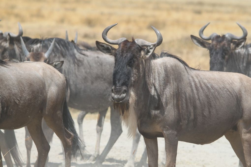 Album - 7.2 Ngorongoro