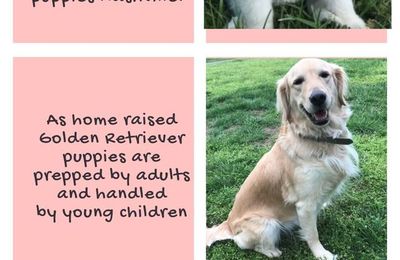 Tennessee Golden Retrievers Puppies For Sale In Nashville Tristar Goldens