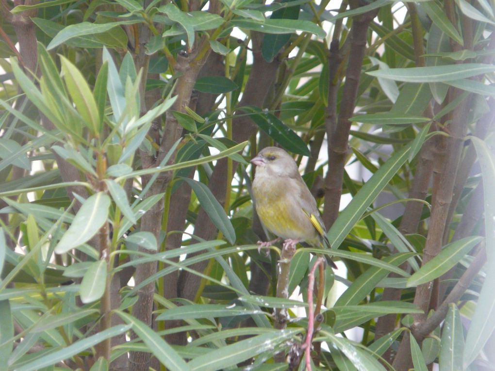 Album - Ballade au jardin