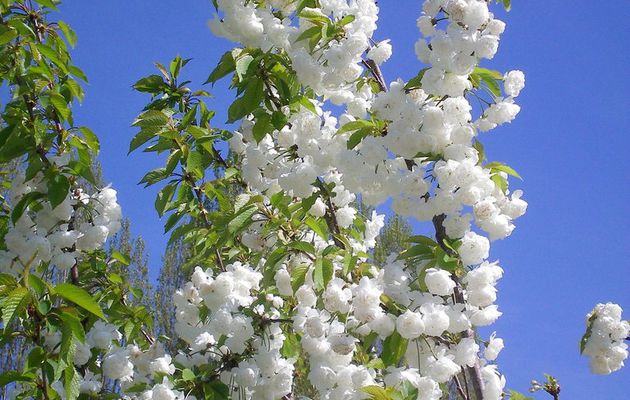 Bienvenue au Printemps 2019 !