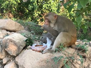 C'est aussi le domaine de nombreux singes .