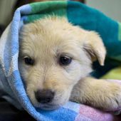 Capodanno: i consigli per proteggere cani e gatti