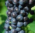 #Red Cayuga Producers Pennsylvania Vineyards