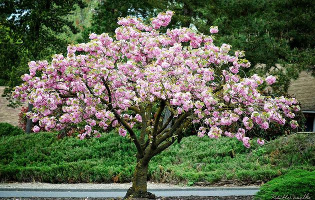 flowering shrubs and trees 