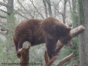 Braunbären, Pony, Esel, Blauflügel-Jägerliest, Eulenschwalm, Panzernashorn