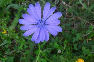 Portrait en bleu