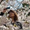 Hanami - Sakura - Cerisiers en Fleur à Tokyo