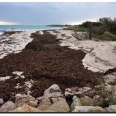 Le varech sur la plage, le vré venun - Le Val de Saire vu par Ph L