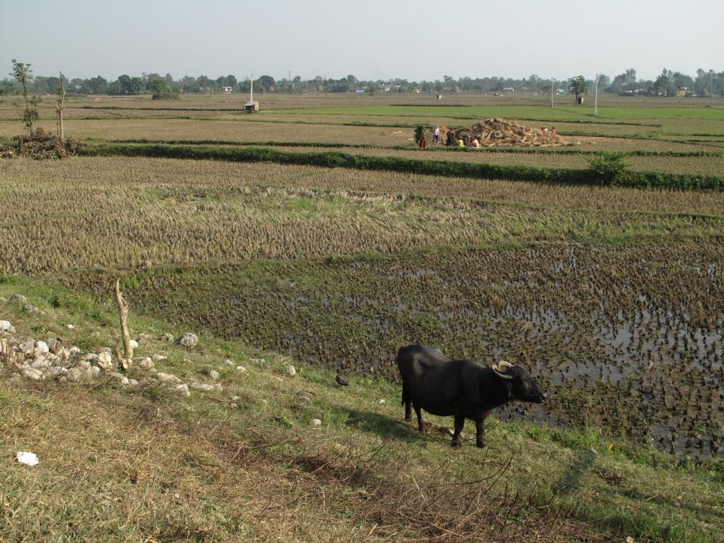 Album - Parc du Chitwan