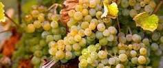#Roussanne Producers Central Coast California Vineyards 