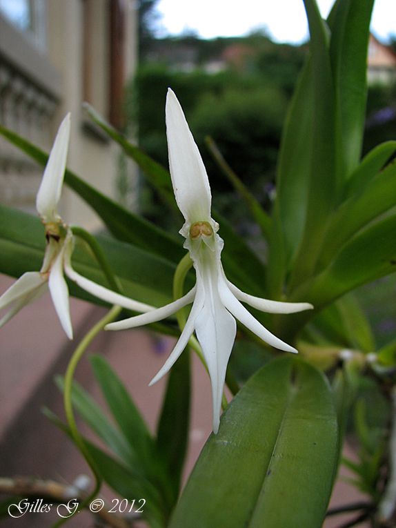 D'autres orchidées africaines ou des Mascareignes en plus de mes Aerangis.