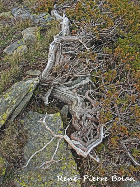 Vieux genévrier, Tossal tolomer, massif du Carlit, Pyrénées Orientales.