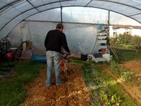 Légumes du potager en vente sur place.