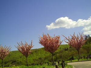 Floraison  en  Rose ,pour les arbres d'Autun  ,sur fond de prairies vertes!