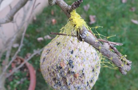 S.O.S. oiseaux en détresse: des boules de graisse pour l'hiver.